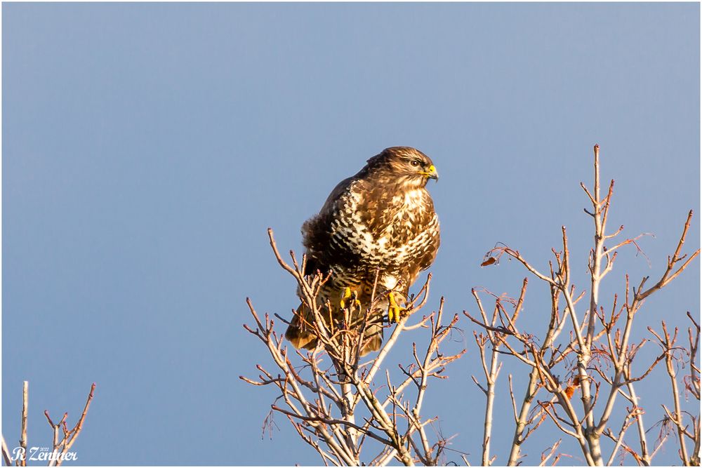 Bussard