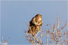 Bussard