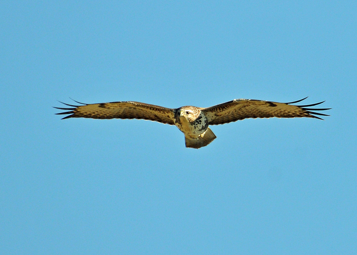  Bussard