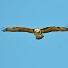  Bussard