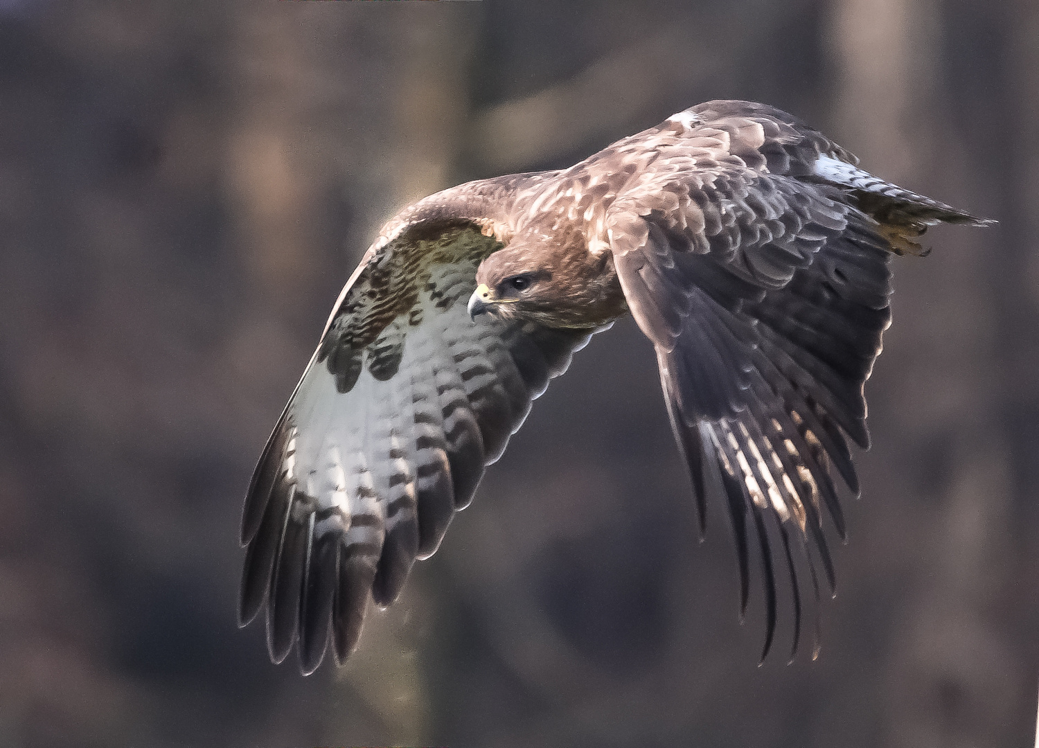 Bussard