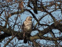 Bussard