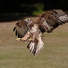 Bussard