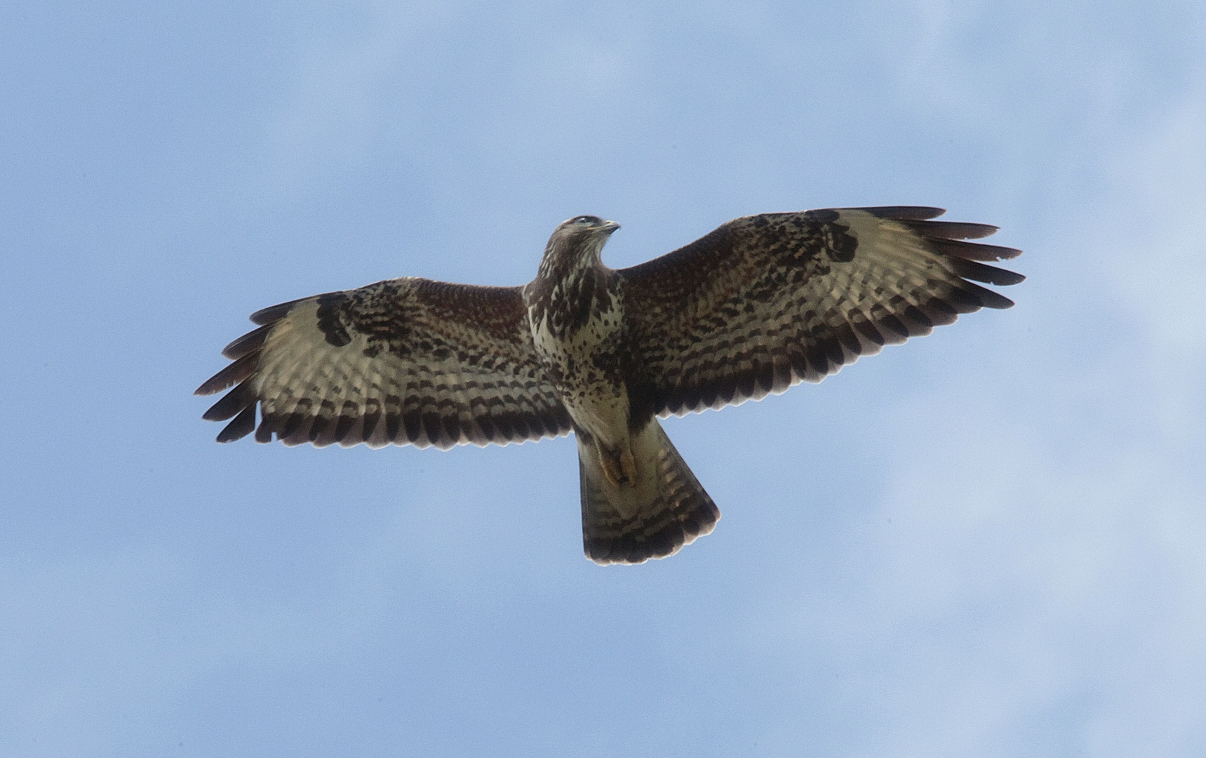 Bussard