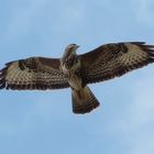 Bussard