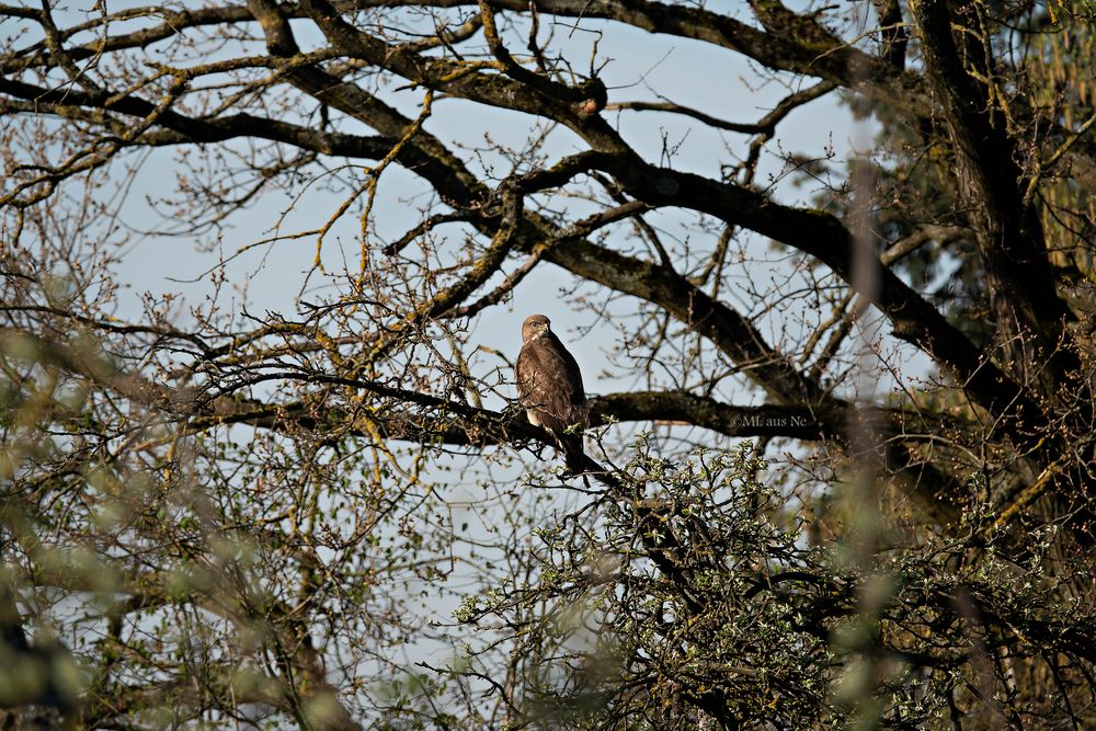 Bussard