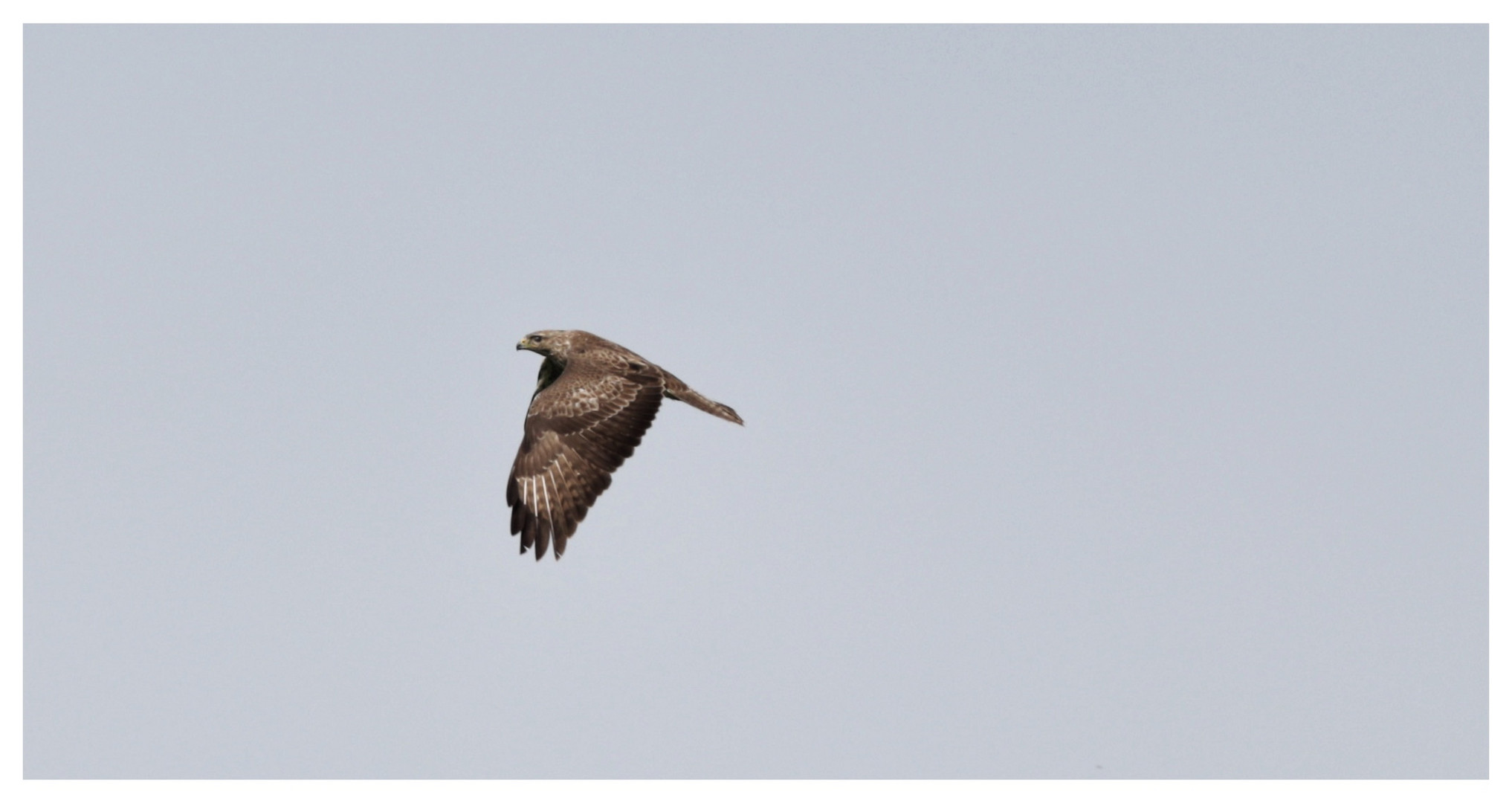 bussard. 