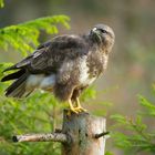 --- Bussard --- 