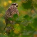 Bussard 