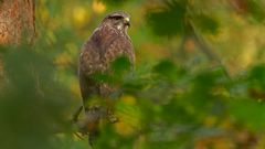 Bussard 