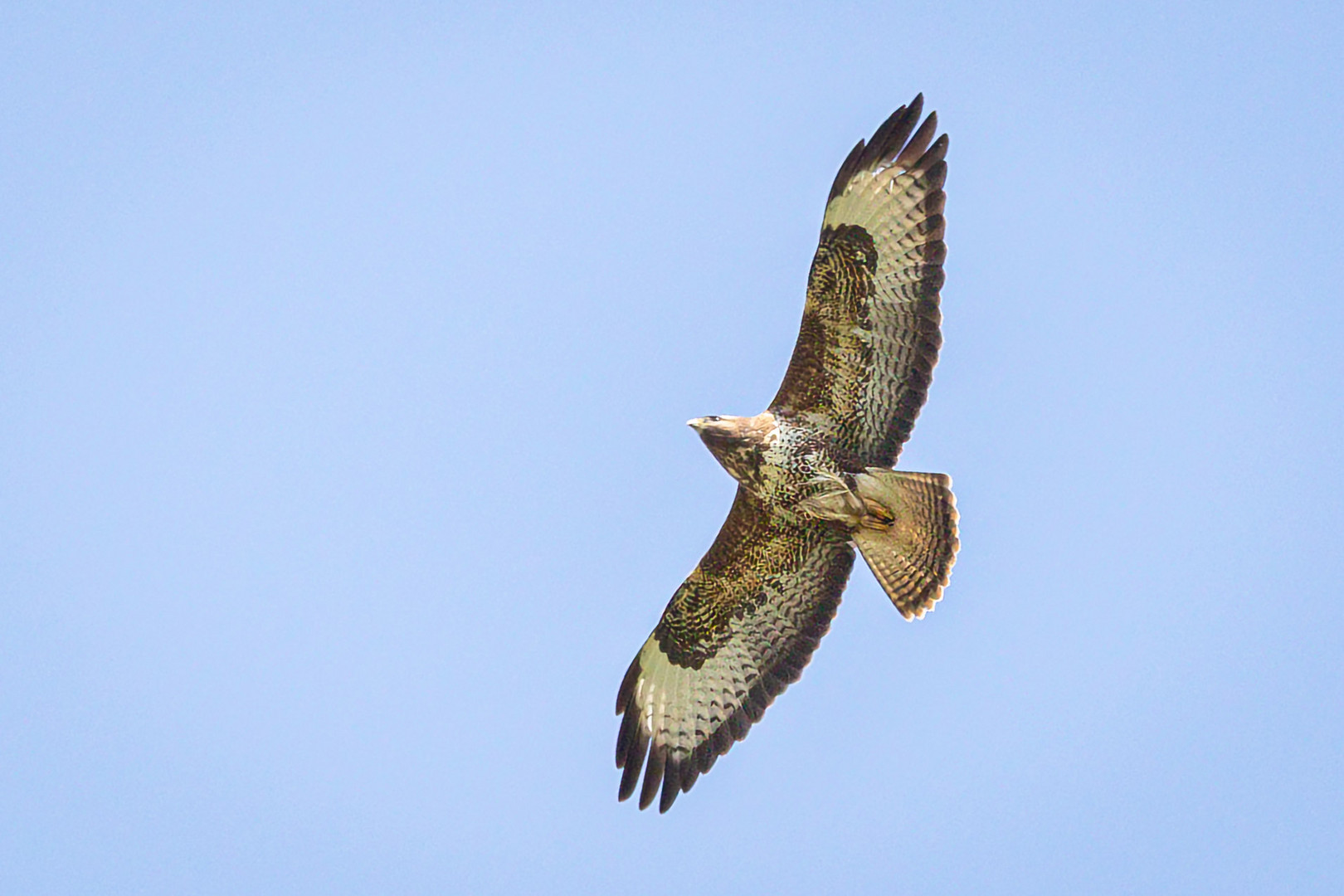 Bussard