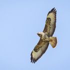 Bussard