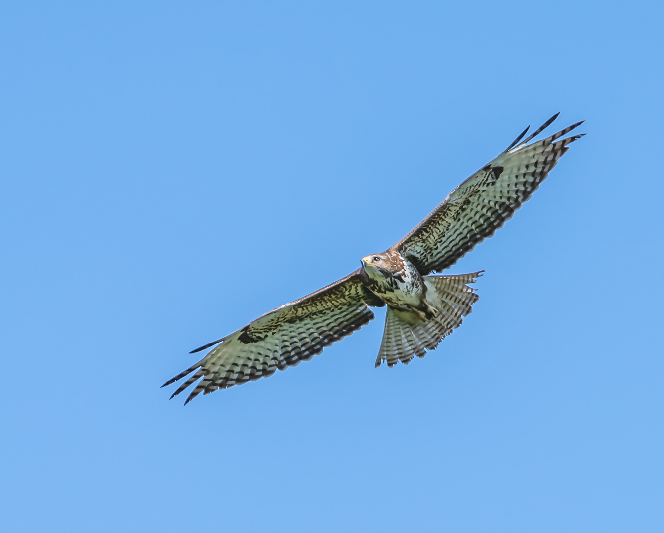 Bussard