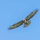 Bussard