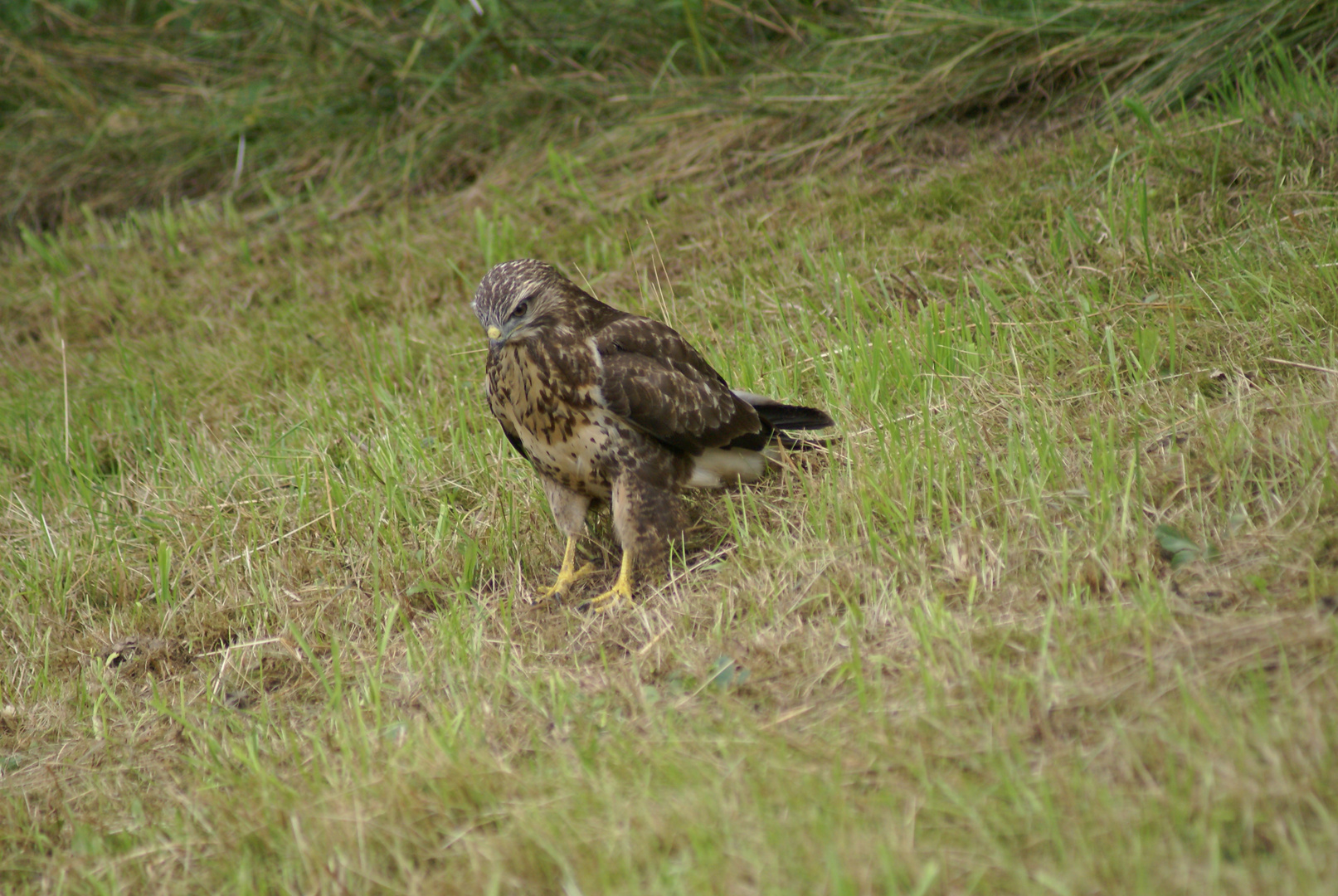 Bussard da war doch...........