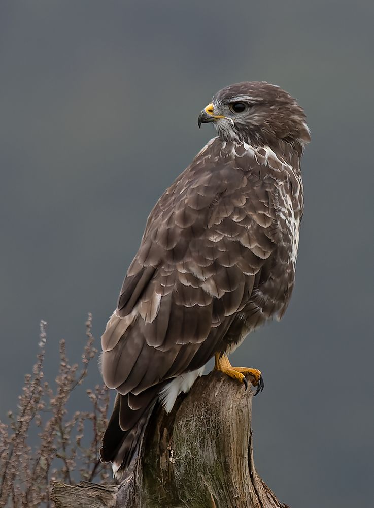 Bussard