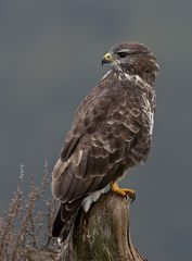 Bussard