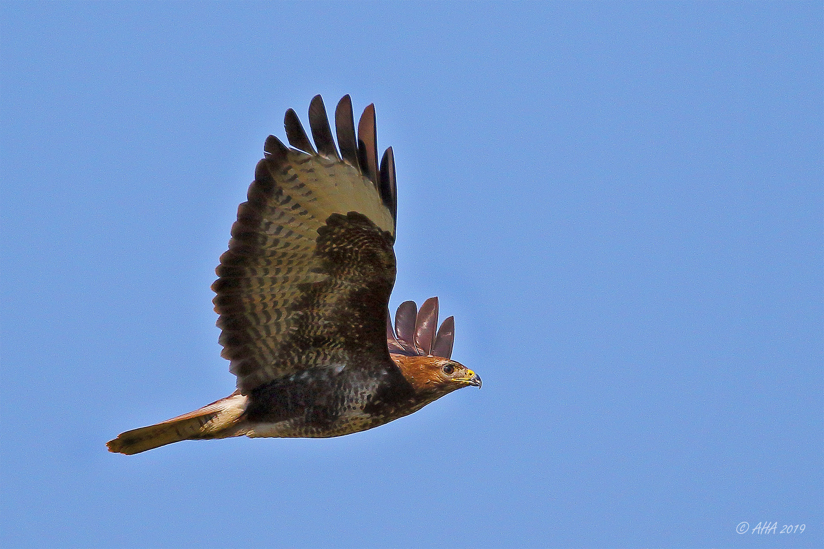 Bussard