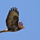 Bussard