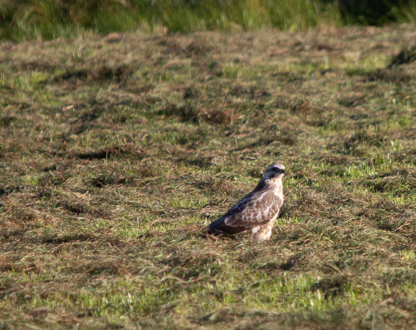 Bussard 