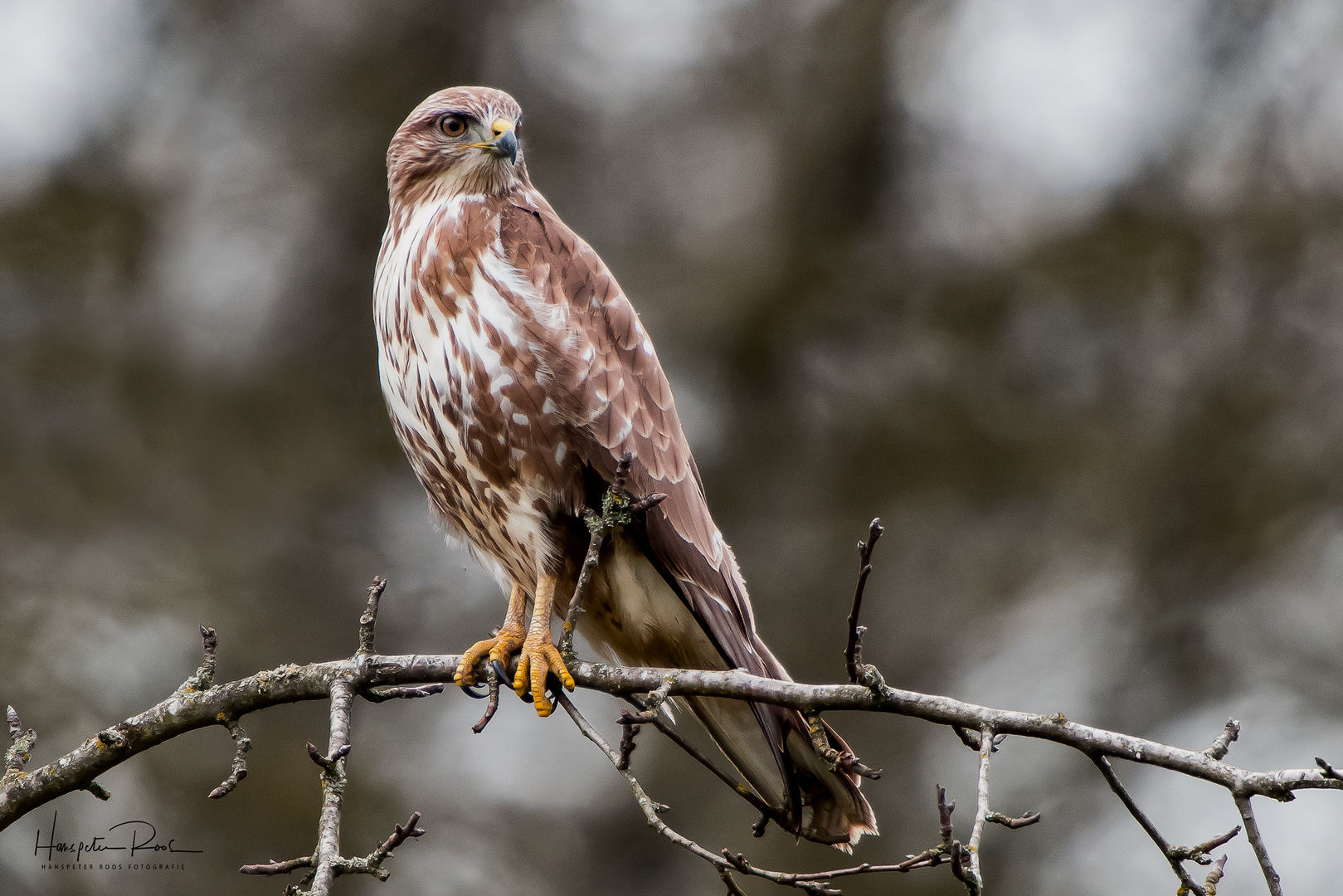 Bussard Foto & Bild nikon, natur, vogel Bilder auf