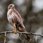 Bussard