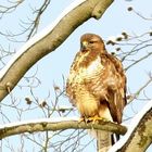 Bussard