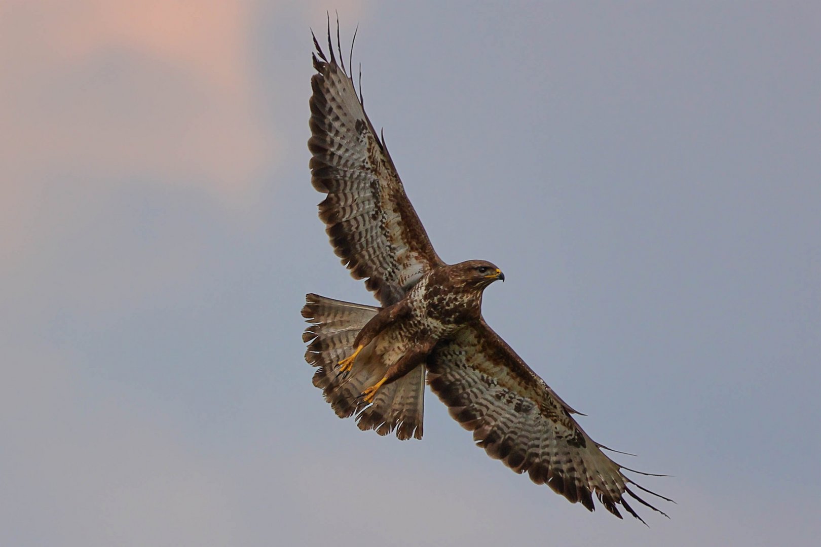 Bussard