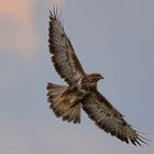 Bussard