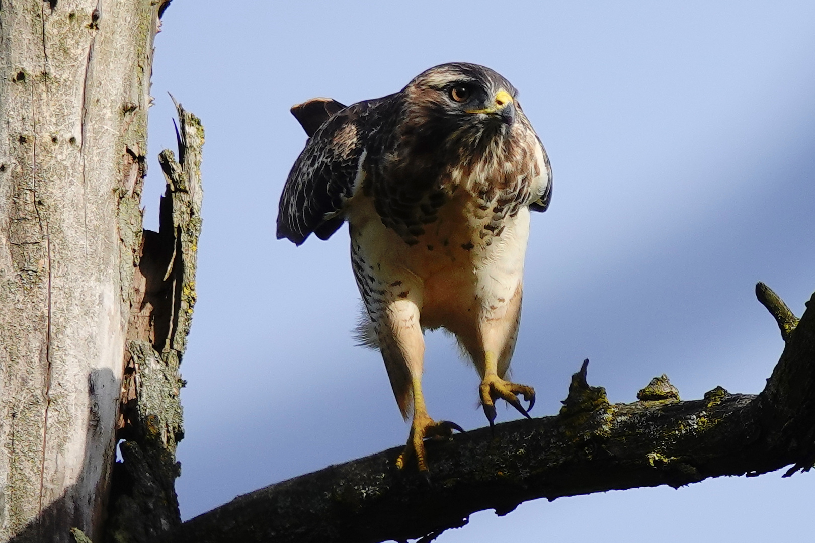 BUSSARD