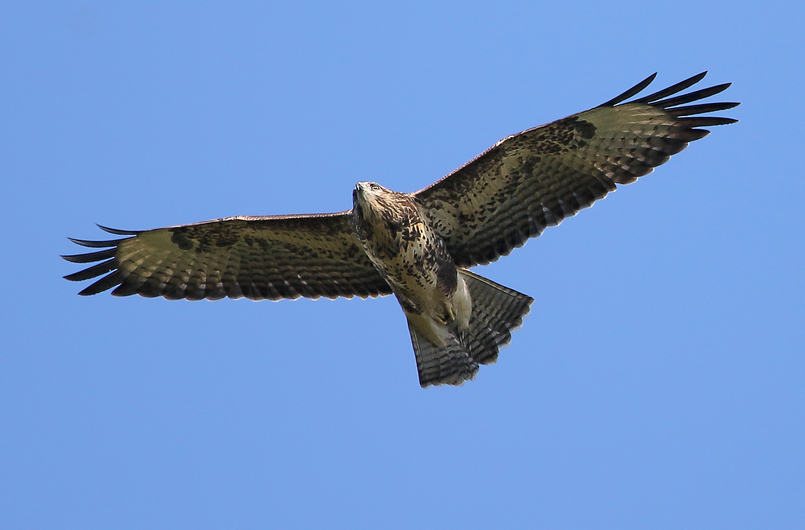 "BUSSARD der MÄUSE"