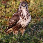 "Bussard der Mäuse"