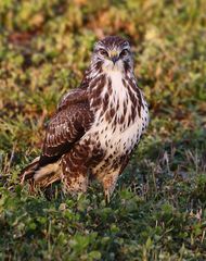 "Bussard der Mäuse"