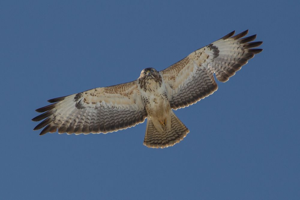 Bussard der mich beim fotografieren genau im Auge hat .