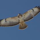 Bussard der mich beim fotografieren genau im Auge hat .