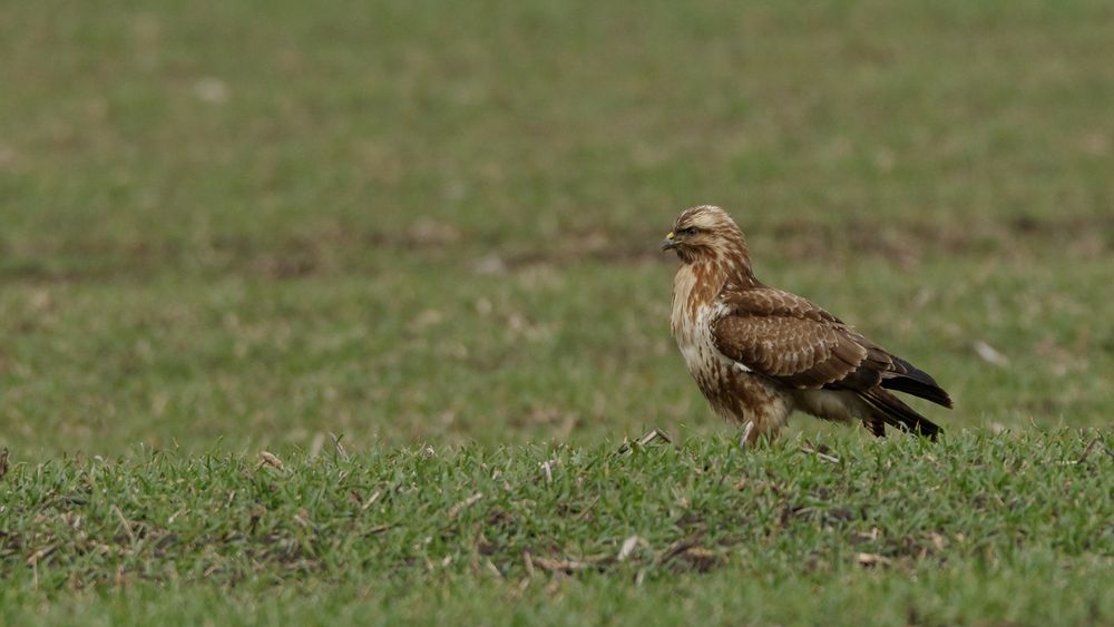 Bussard