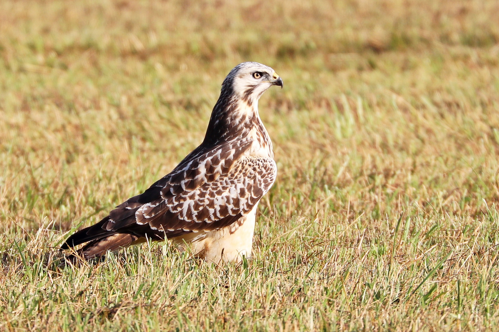 Bussard