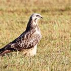 Bussard