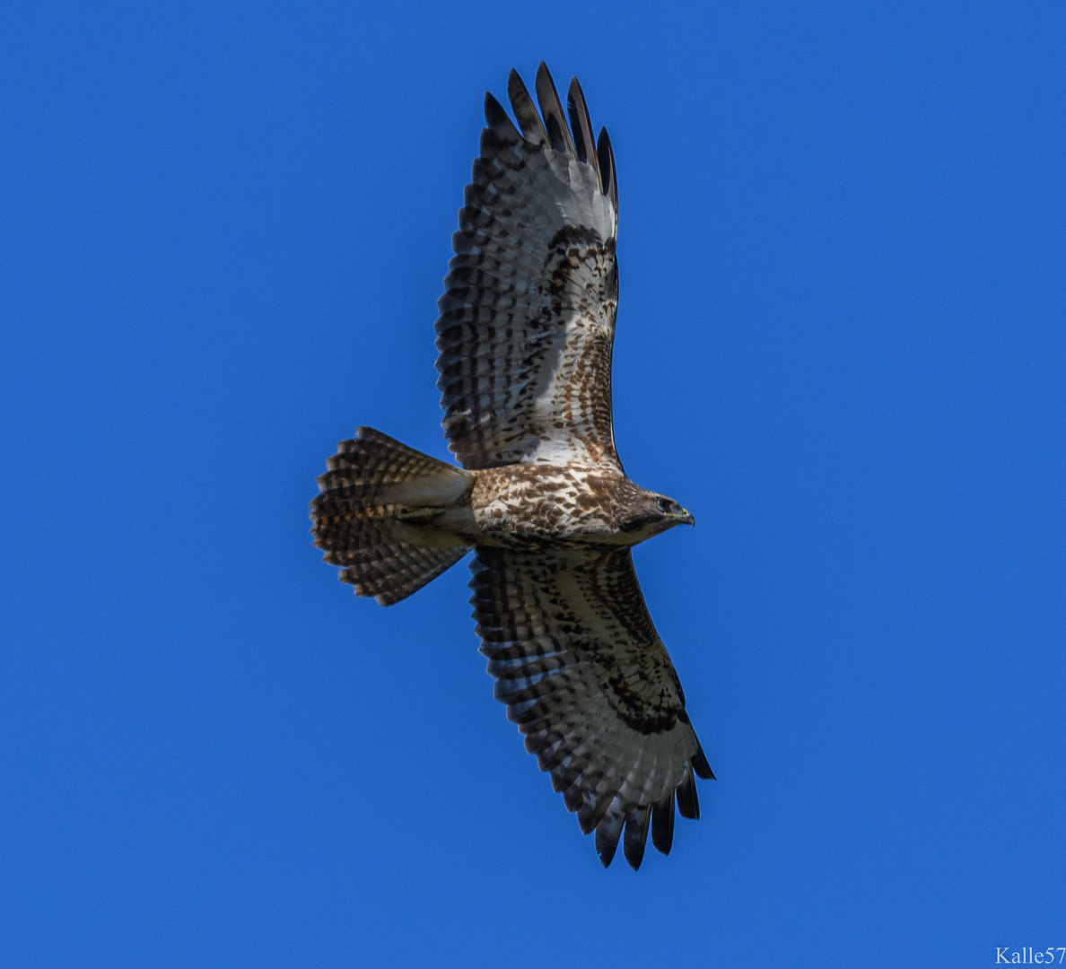 Bussard die 3.