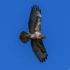 Bussard die 3.