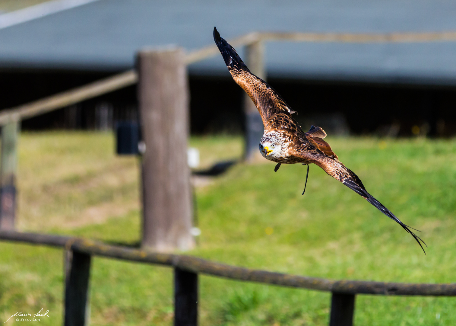 Bussard direkt ins Blickfeld