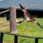 Bussard direkt ins Blickfeld