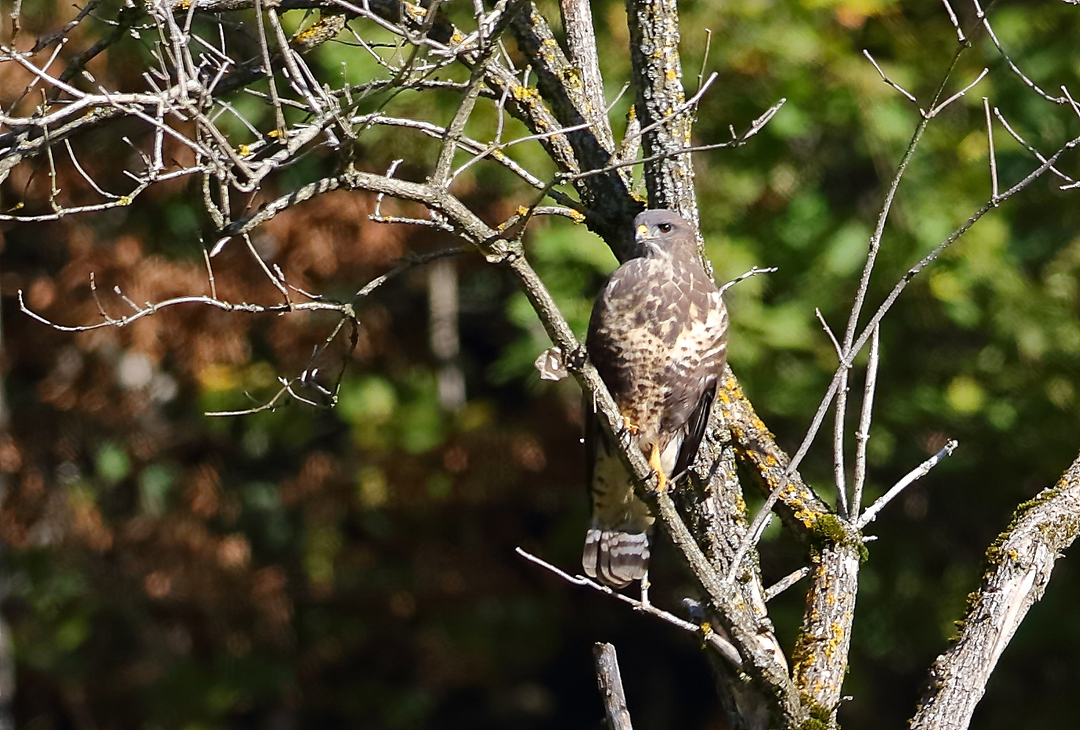 Bussard- Doku