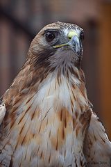 Bussard - DSC_3640-1