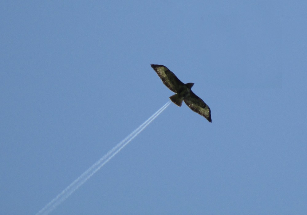 Bussard-Düsentrieb...