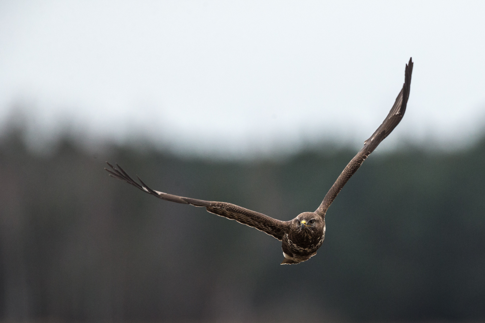 Bussard dunkle Morphe