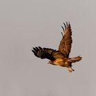 Bussard 