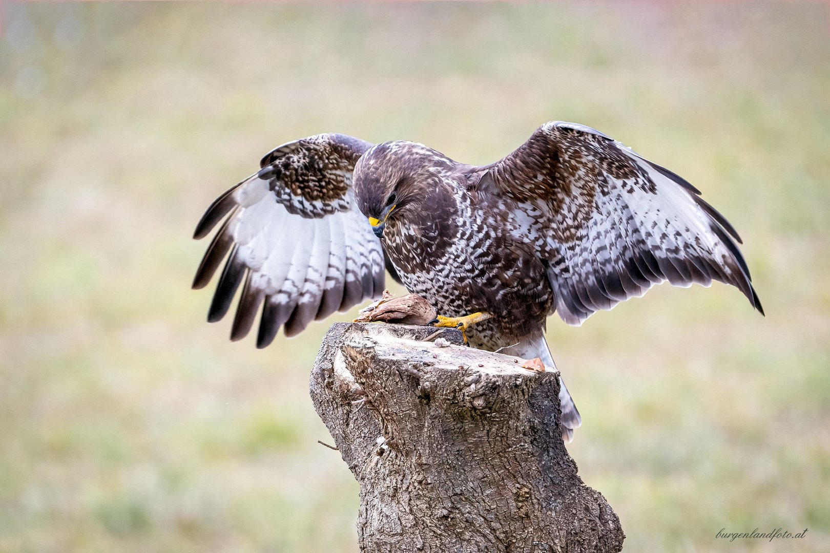 Bussard