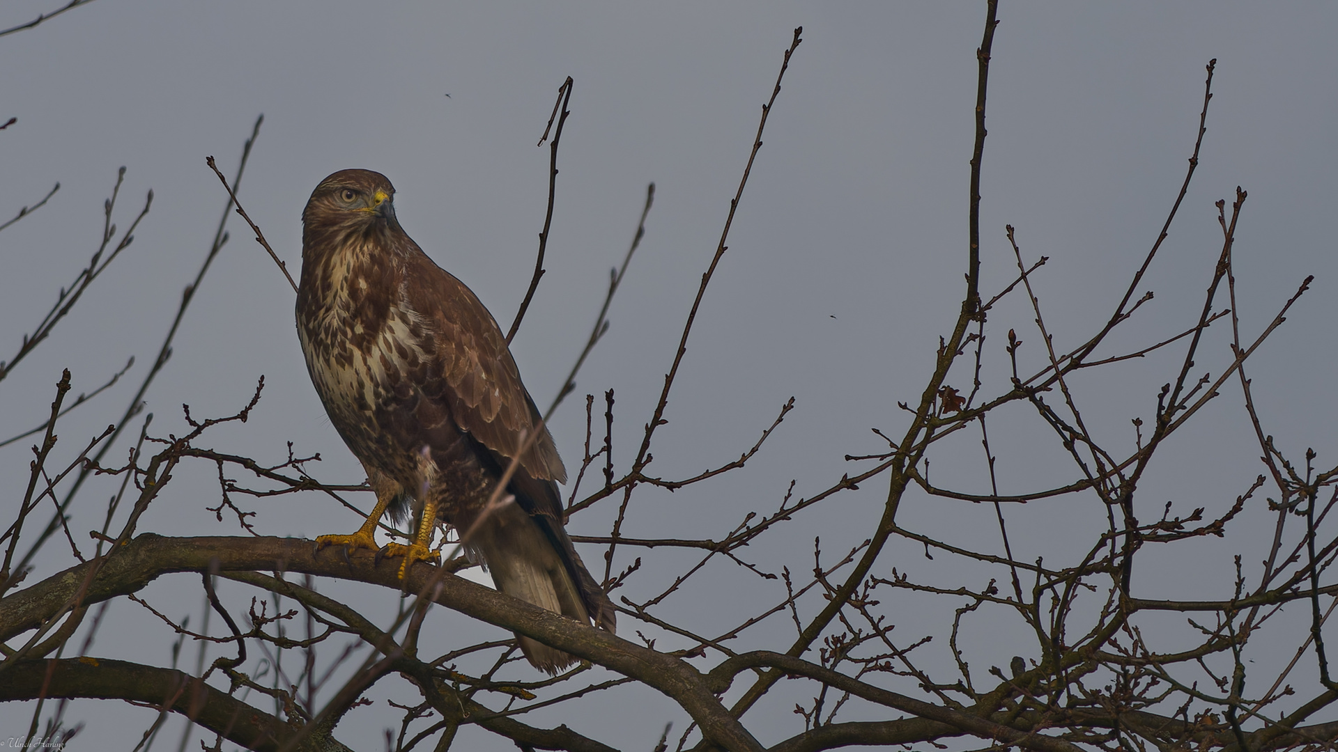 Bussard