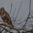 Bussard